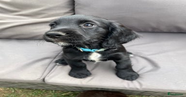 Cocker Spaniel dogs - Advert 3