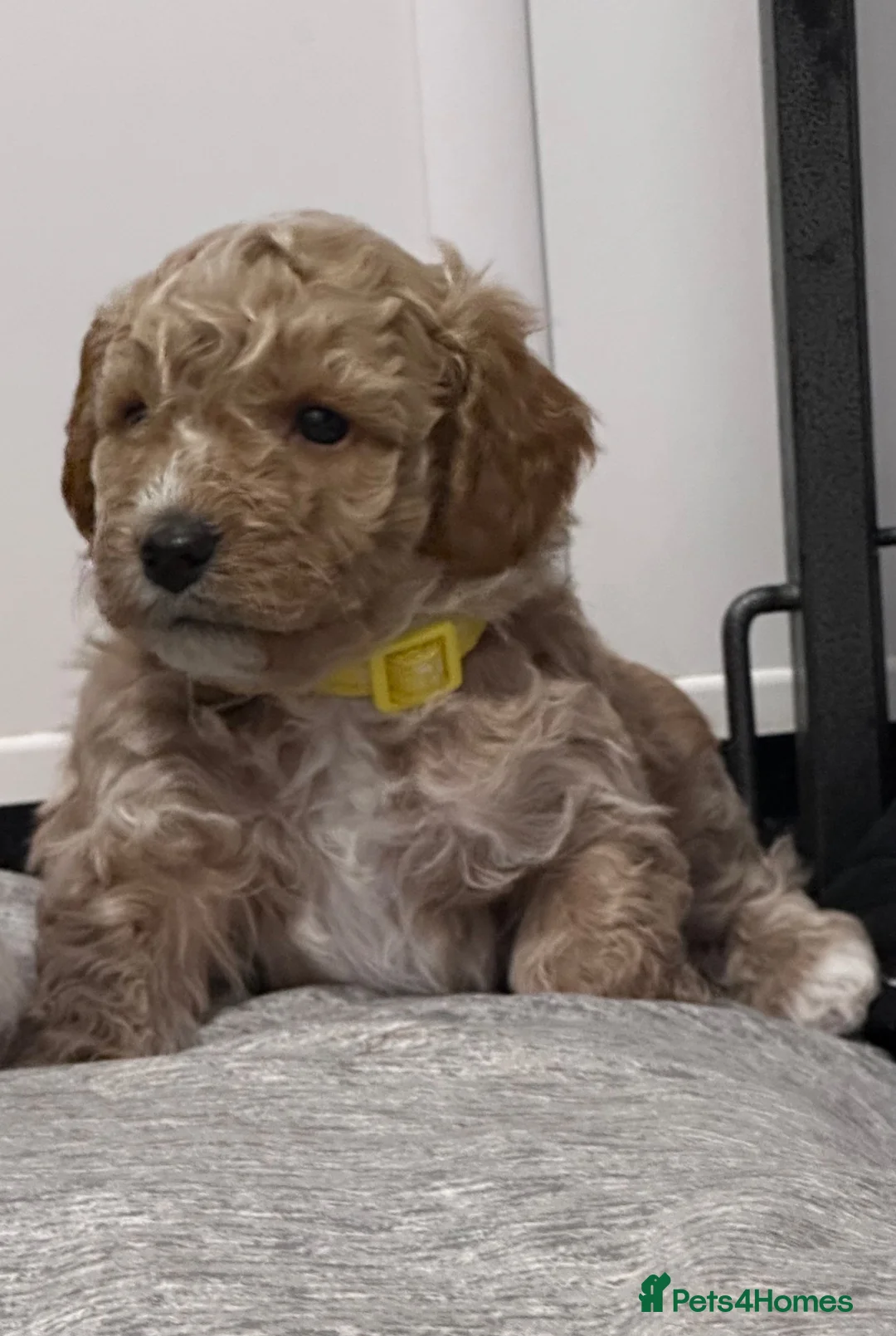 Cavapoo dogs for sale: **Health tested Cavapoo pups** - Advert 2