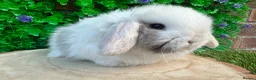 Mini Lop rabbits for sale: Stunning purebred mini lop bucks ready to reserve - Advert 21