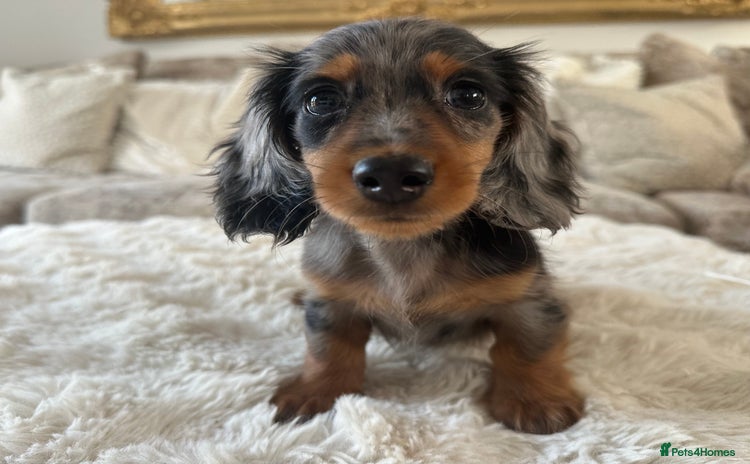 Miniature Dachshund dogs - Advert 14
