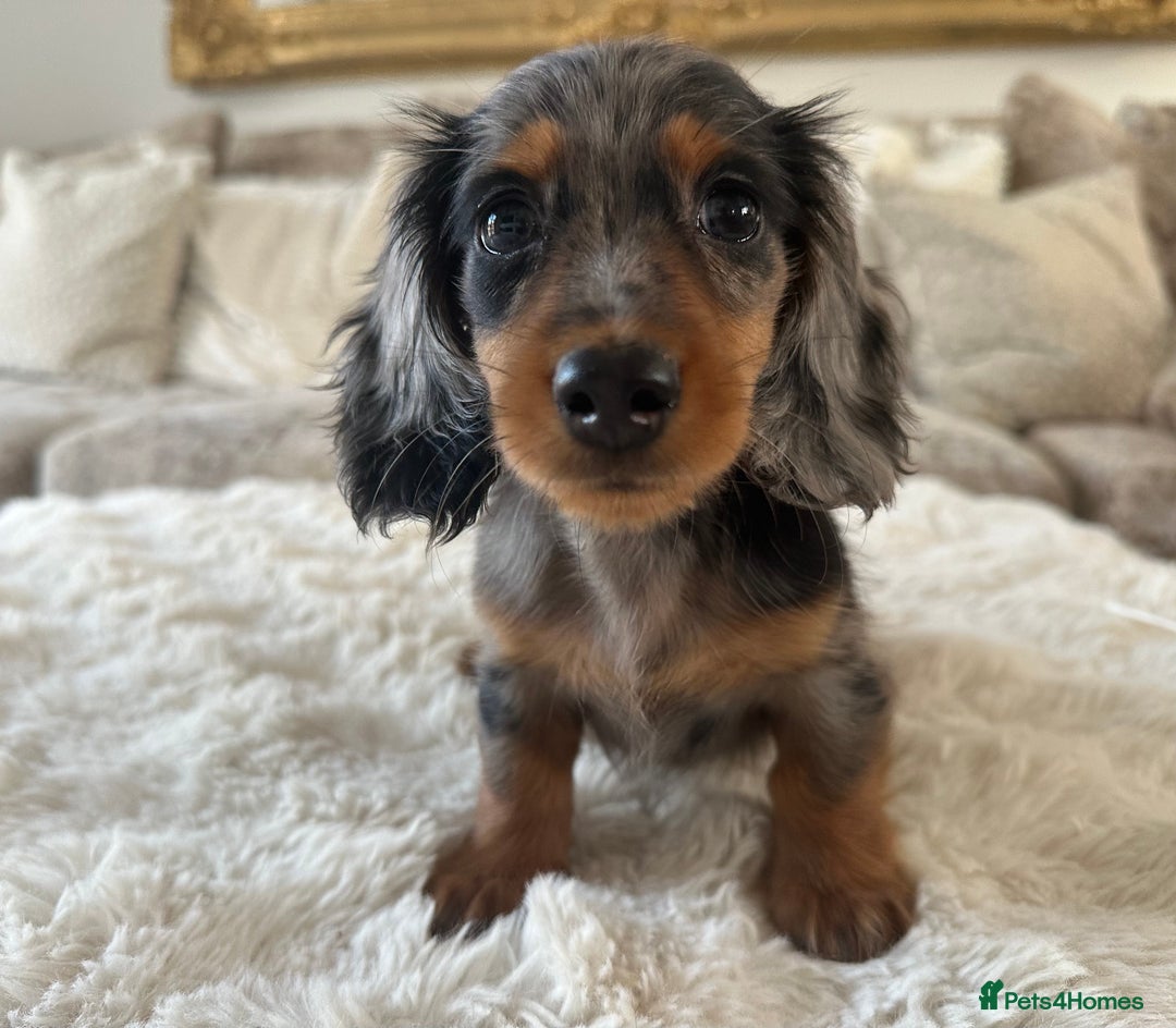 Miniature Dachshund dogs for sale: **MINI LONG HAIRED DACHSHUND** - Image 1