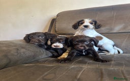 Cocker Spaniel dogs for sale: Kc registered cocker spaniels - Image 20