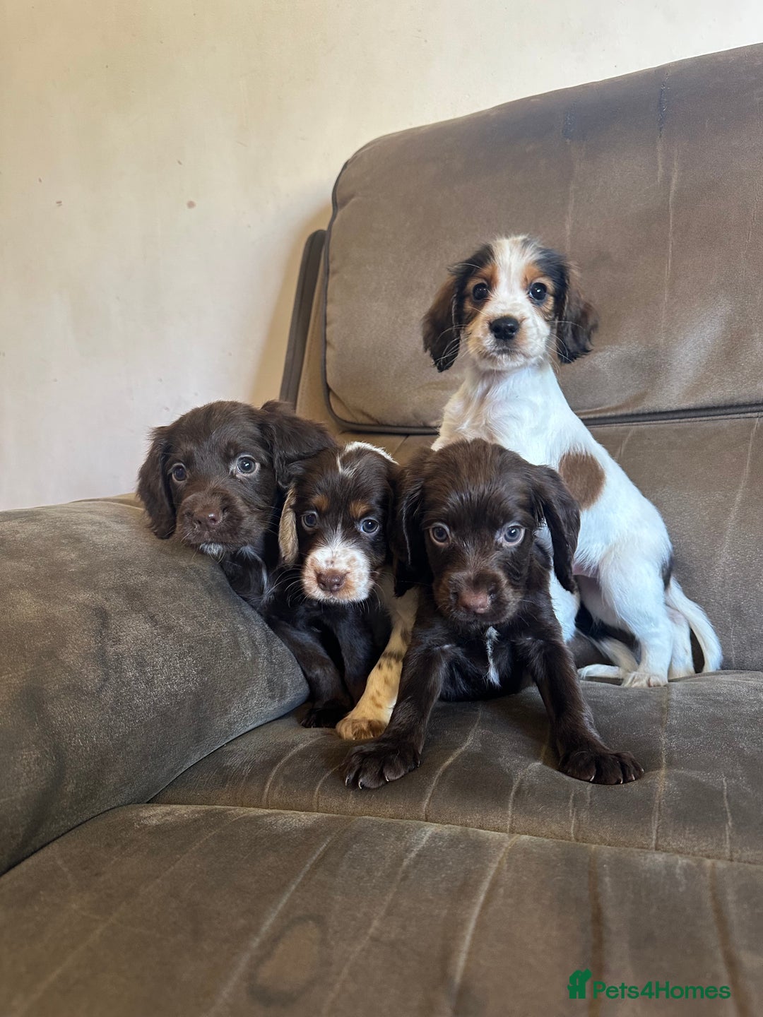 Cocker Spaniel dogs for sale: Kc registered cocker spaniels - Image 20