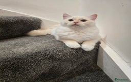 Ragdoll cats for sale: Rare flame point- female - Image 2