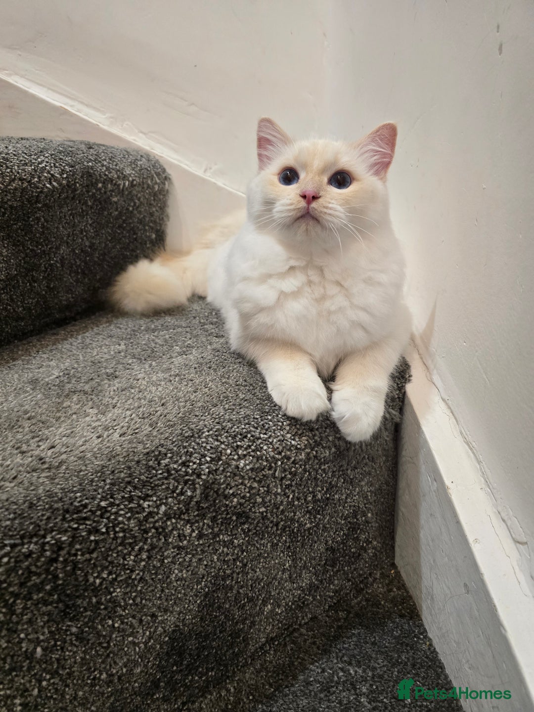 Ragdoll cats for sale: Rare flame point- female - Image 2