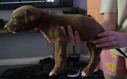 Mixed Breed dogs for sale: Cane corso x  - Image 17