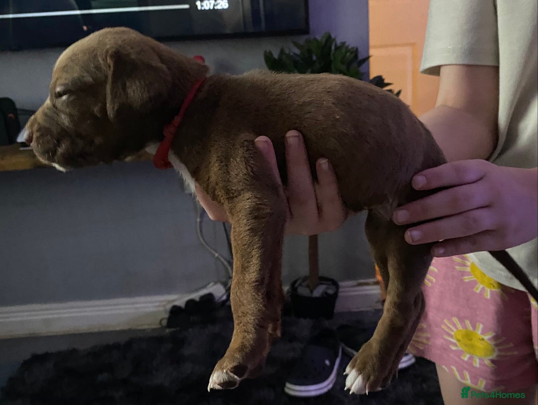Mixed Breed dogs for sale: Cane corso x  - Image 17