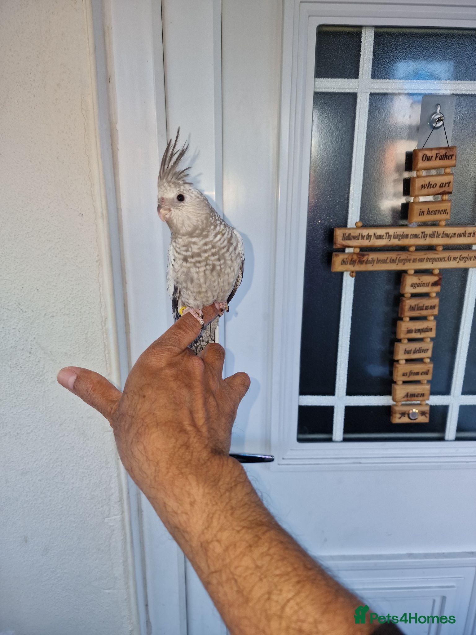 Cockatiels birds Super hand tamed baby cockatiels  - Advert 15