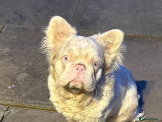 French Bulldog dogs 🩷 PINK FLUFFY STUD🩷 - Advert 12