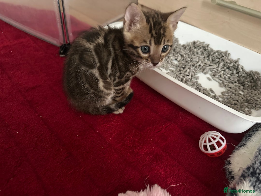 Bengal cats for sale: Beautiful Bengal babies  - Image 2