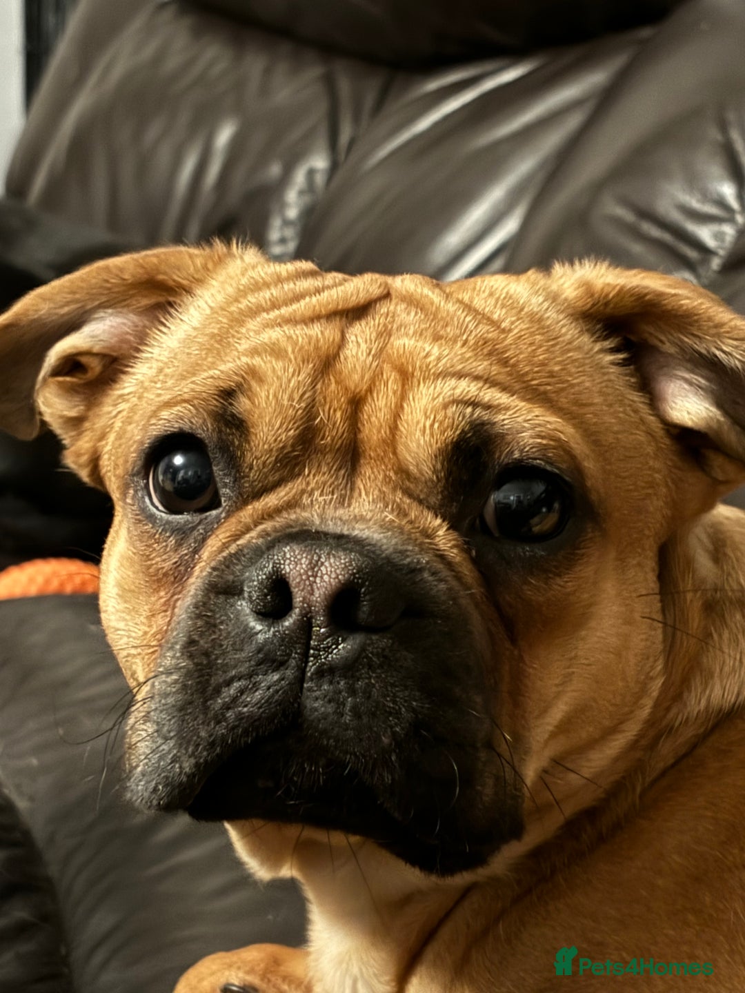 Mixed Breed dogs for sale: Beautiful frenchie cross - Image 6