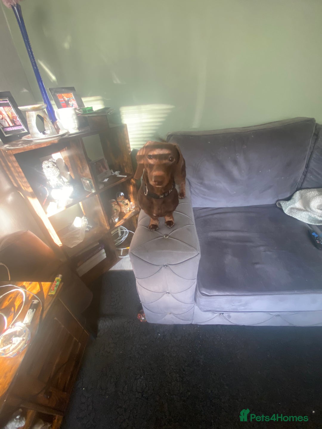 Miniature Dachshund dogs for sale: Pure mini chocolate/tan 6wk old dachshund boys  - Image 14
