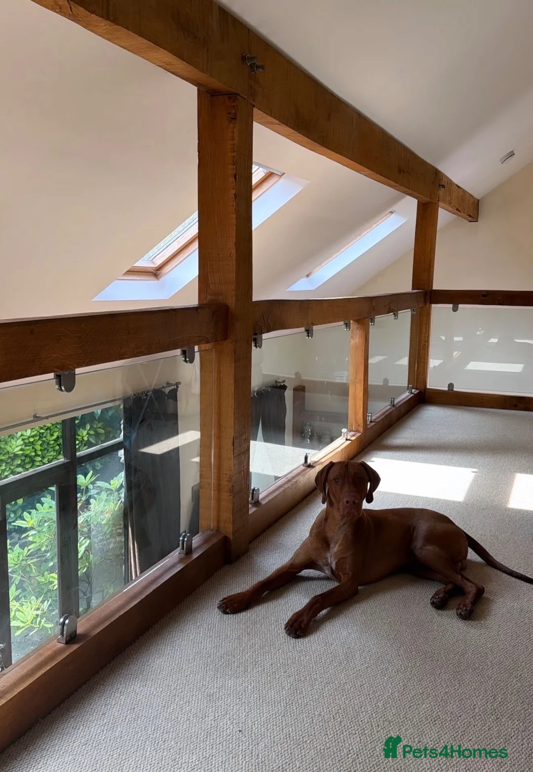 Hungarian Vizsla dogs for sale: Looking to rehome my wonderful Viszla  - Advert 2