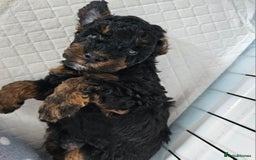 Toy Poodle dogs for sale: KC Black/Tan, Black/Cream Toy Poodles, READY NOW! in Morpeth - Image 15