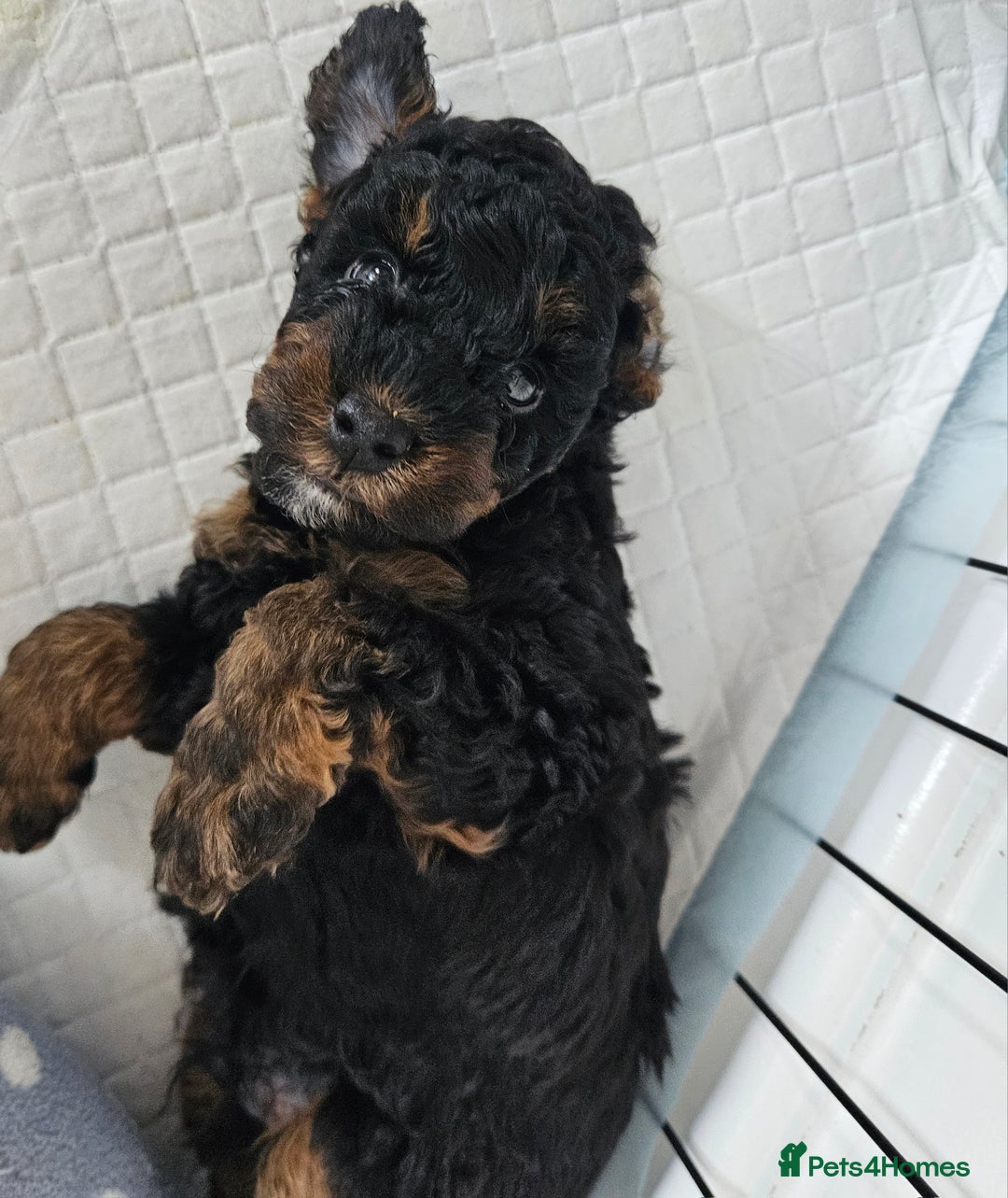 Toy Poodle dogs for sale: KC Black/Tan, Black/Cream Toy Poodles, READY NOW! in Morpeth - Image 15