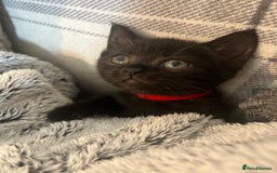 Domestic Shorthair cats for sale: Cute kittens looking for loving homes - Image 8