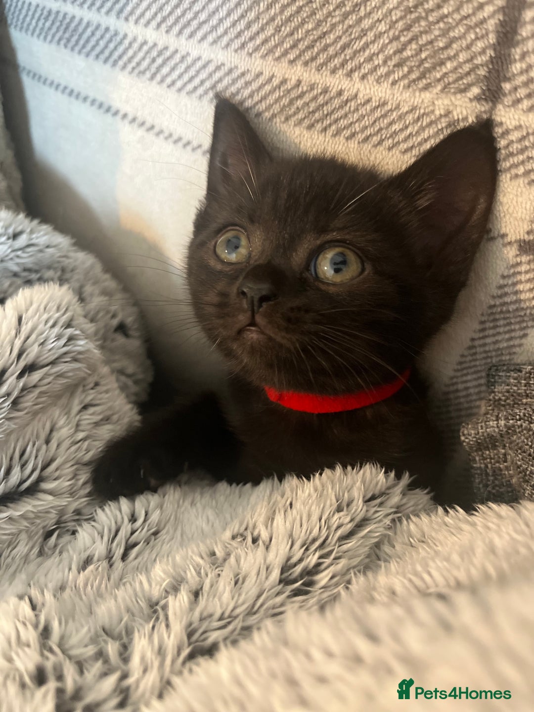 Domestic Shorthair cats for sale: Cute kittens looking for loving homes - Image 8