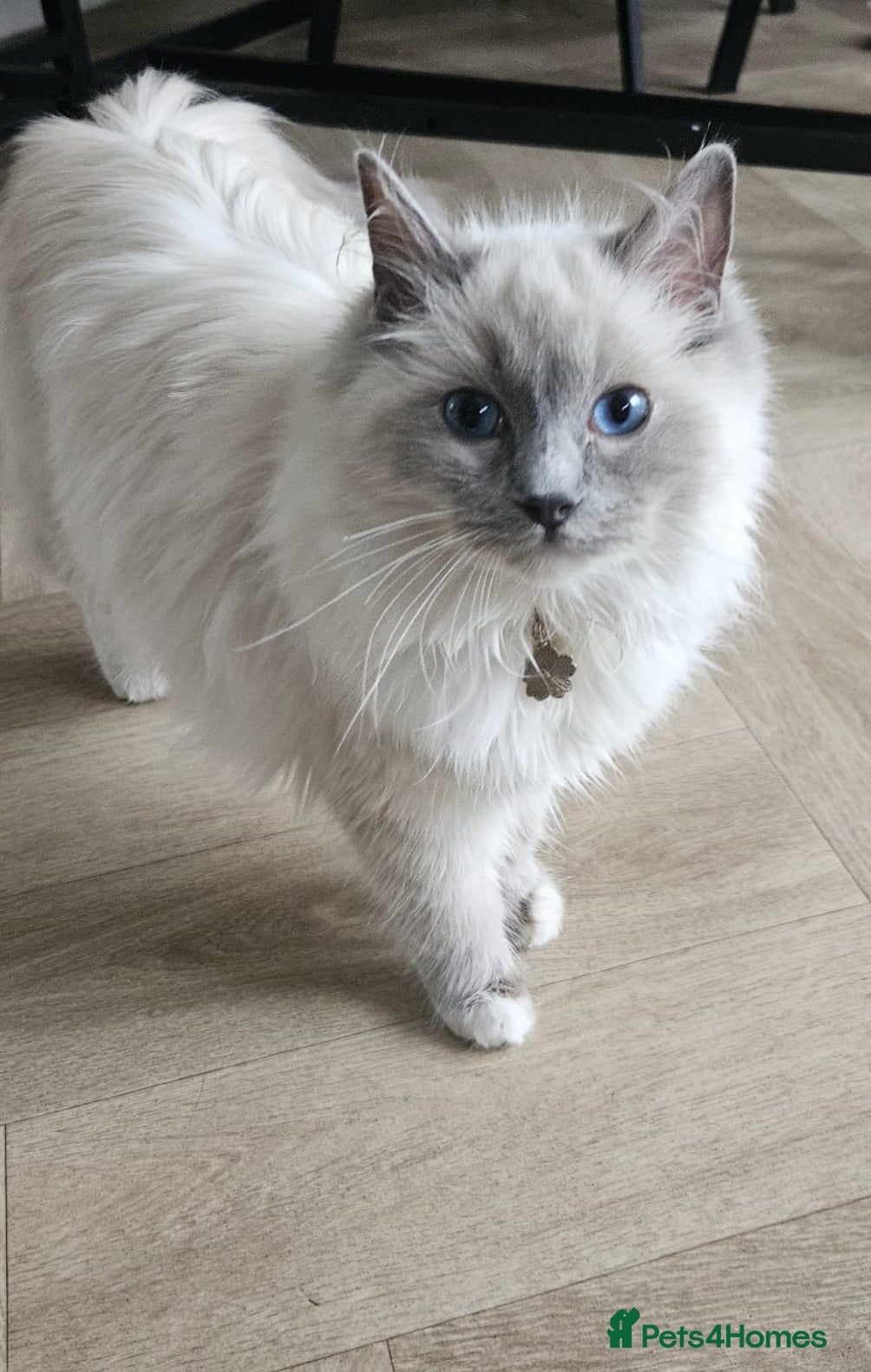 Ragdoll cats Ragdoll Girl For Sale - Advert 1