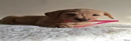Labrador Retriever dogs for sale: Stunning Labrador Retriever Puppies Available - Advert 6