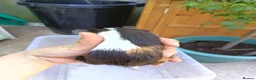 Guinea Pig rodents for sale: 2 Male baby guinea pigs  - Advert 4