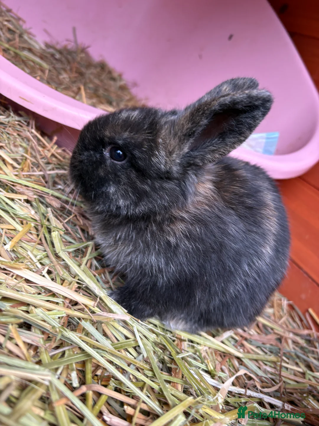 Mini Lop rabbits for sale: 7 Beautiful Mini Lops  - Advert 6
