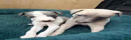 Whippet dogs for sale: Gorgeous Whippets Ready for forever Home - Advert 9