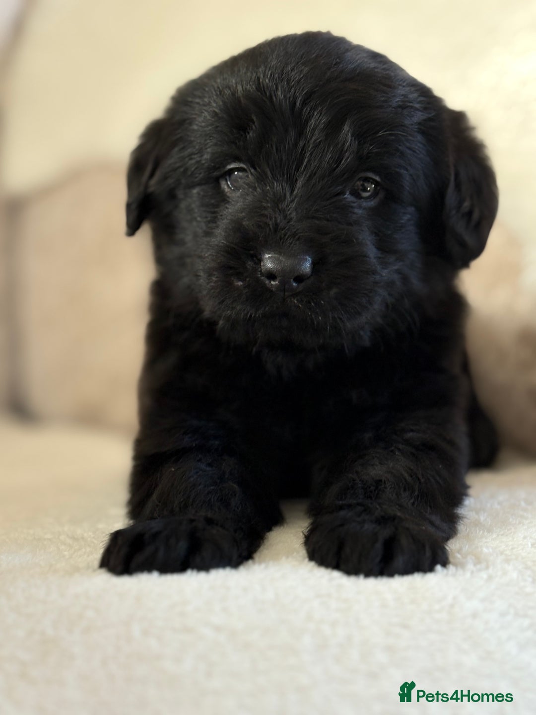 Labradoodle dogs for sale: Gorgeous f1 labradoodle puppies - Advert 5
