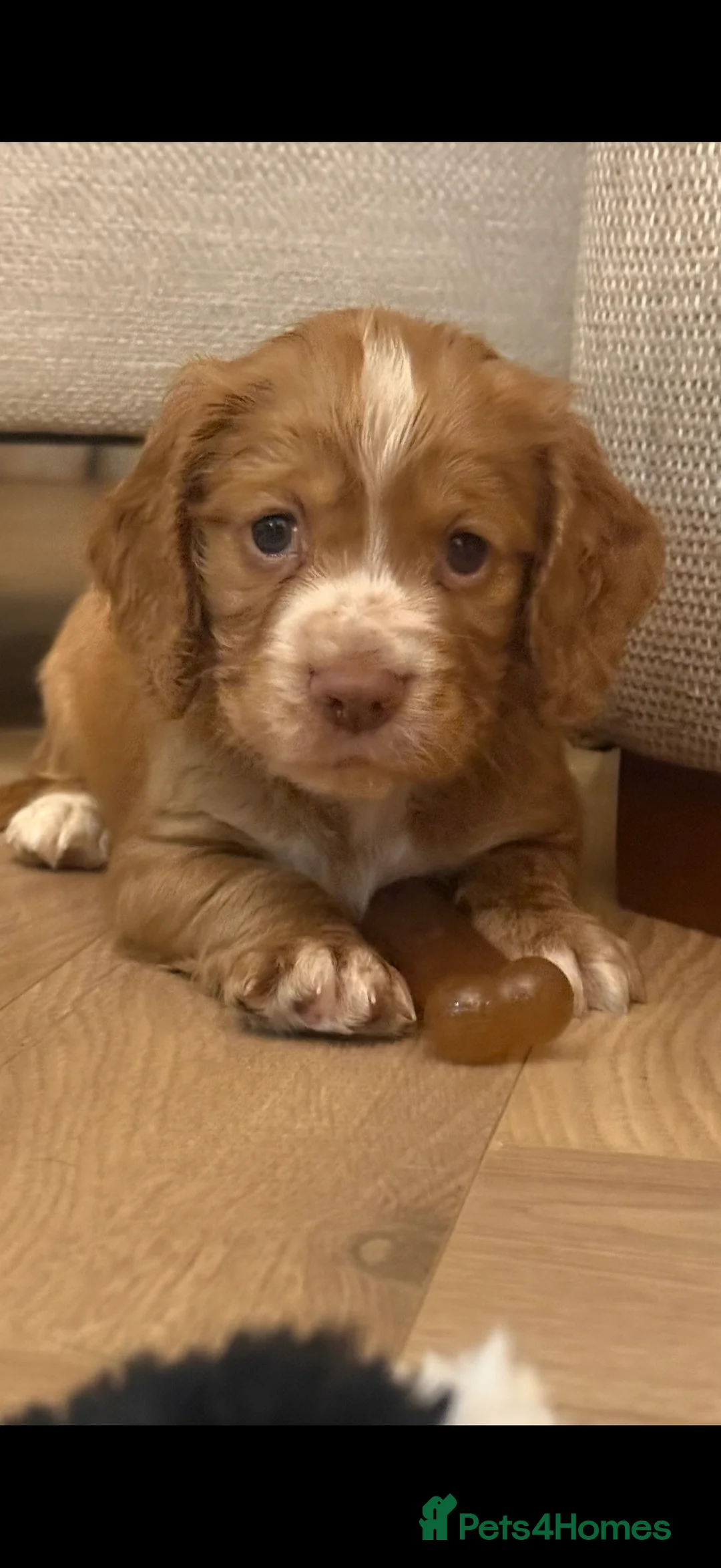 Cocker Spaniel dogs for sale: Cocker Spaniel Puppies - Advert 5