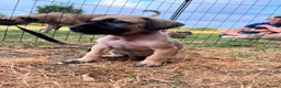 Presa Canario dogs for sale: Presa Canario Puppies Availale  - Advert 8