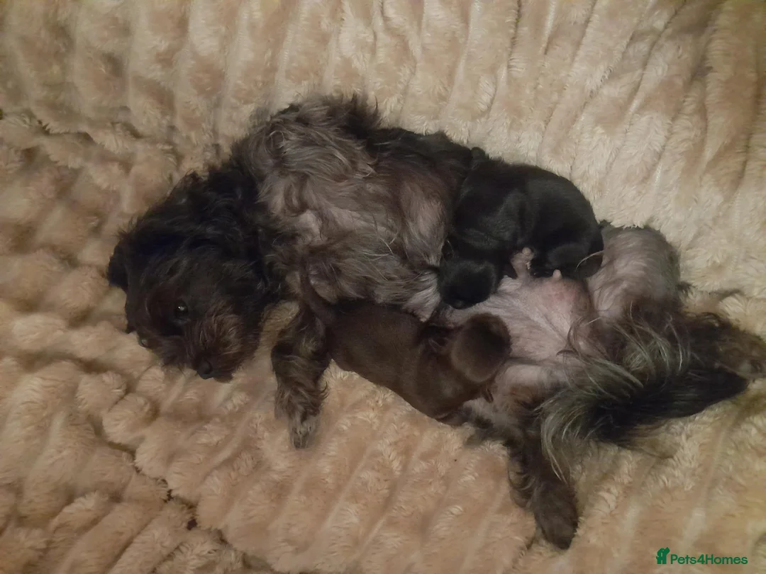 Mixed Breed dogs for sale: Chihuahua shihpoo in Hove - Advert 6
