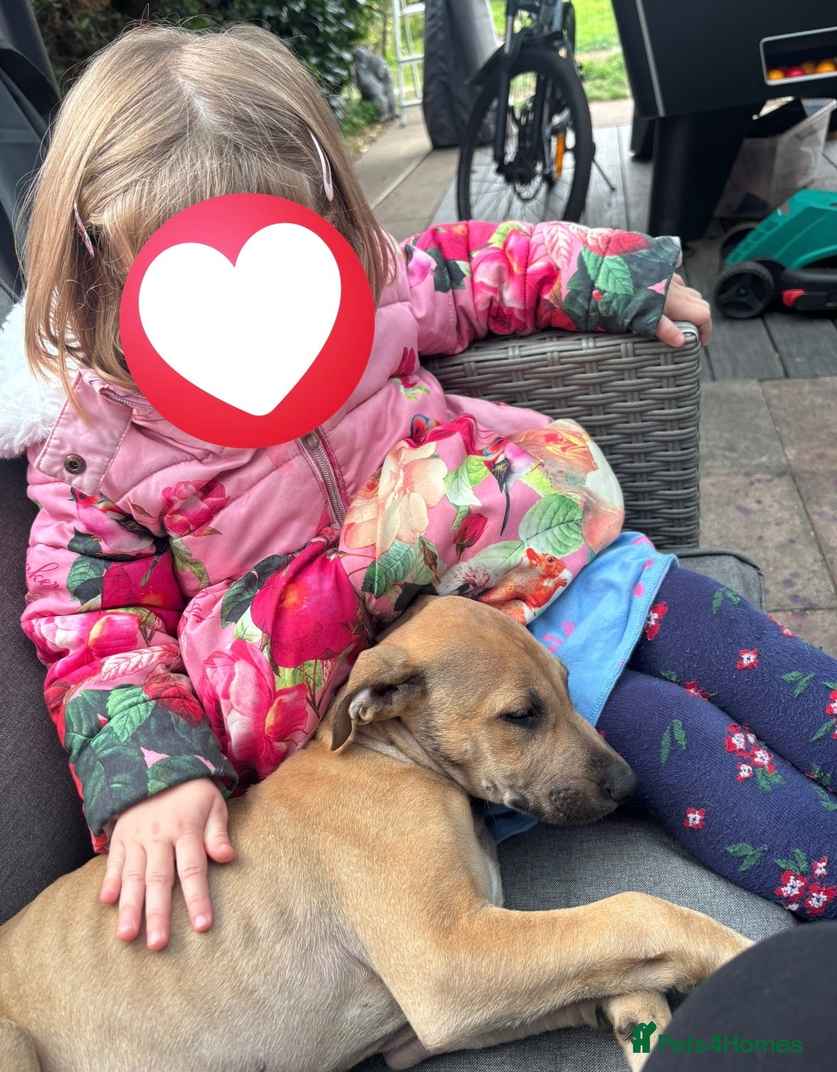 Lurcher dogs for sale: Lurcher  - Advert 16