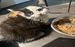 Domestic Shorthair cats for sale: 2 kittens remaining - Image 3
