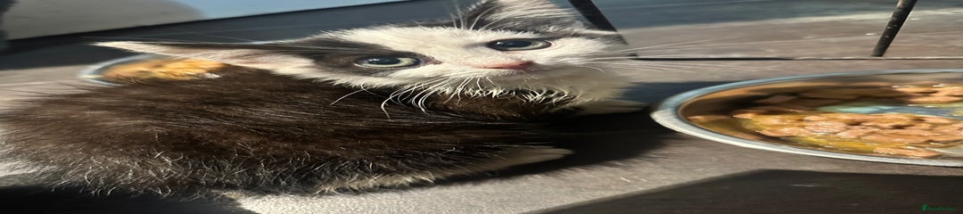 Domestic Shorthair Kitten 1