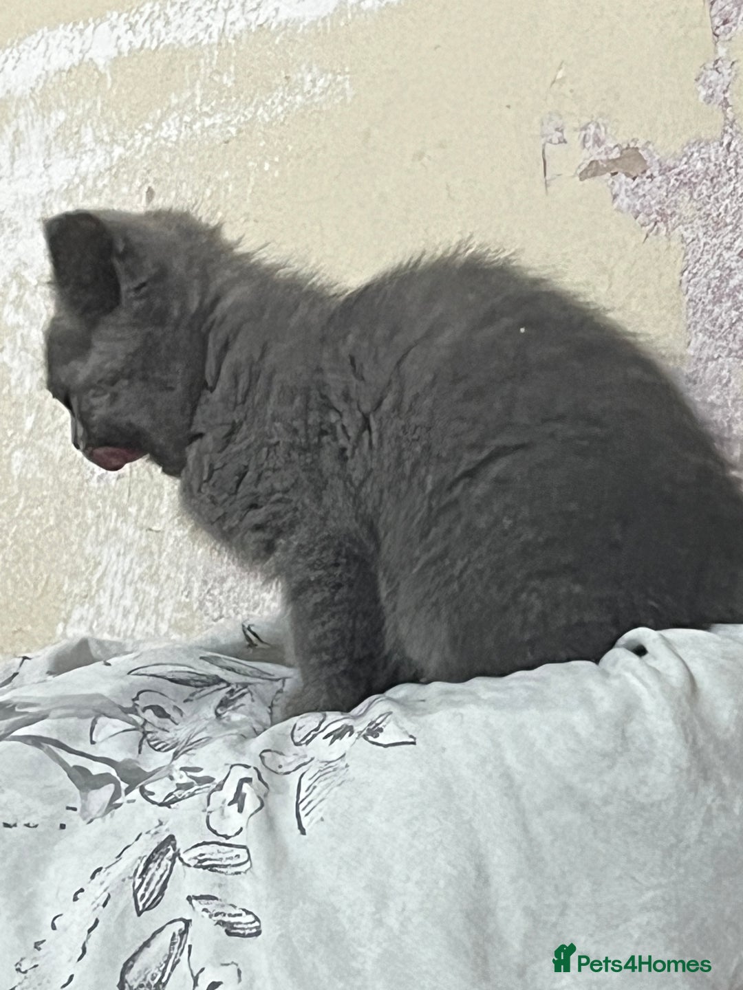 Mixed Breed cats for sale: Five kittens are ready to go now. - Advert 2