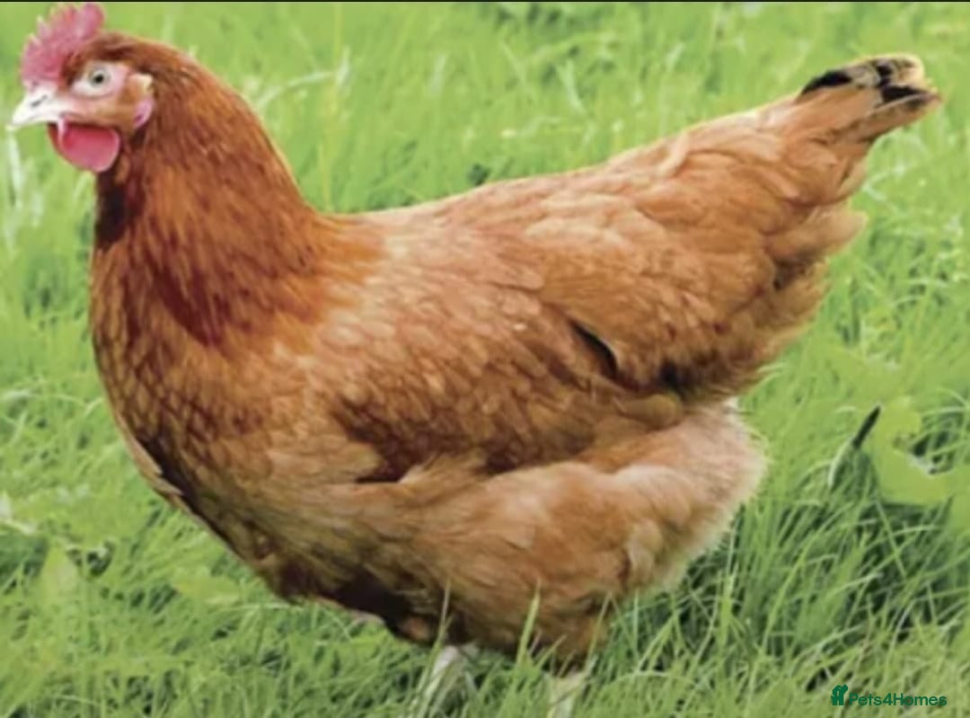 Chickens poultry for sale: 1 cockeral, 2 hens. - Advert 3