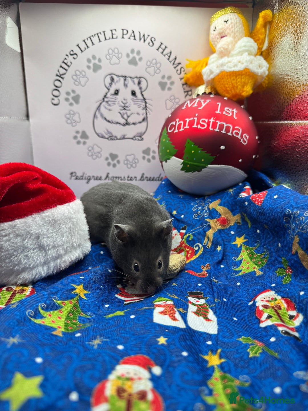 Hamster rodents for sale: Pedigree Syrian hamster  - Advert 3