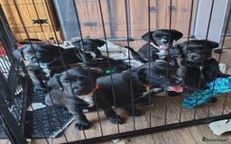 Mixed Breed dogs for sale: READY!! Sprocker jack pups + free bag in Hereford - Image 2