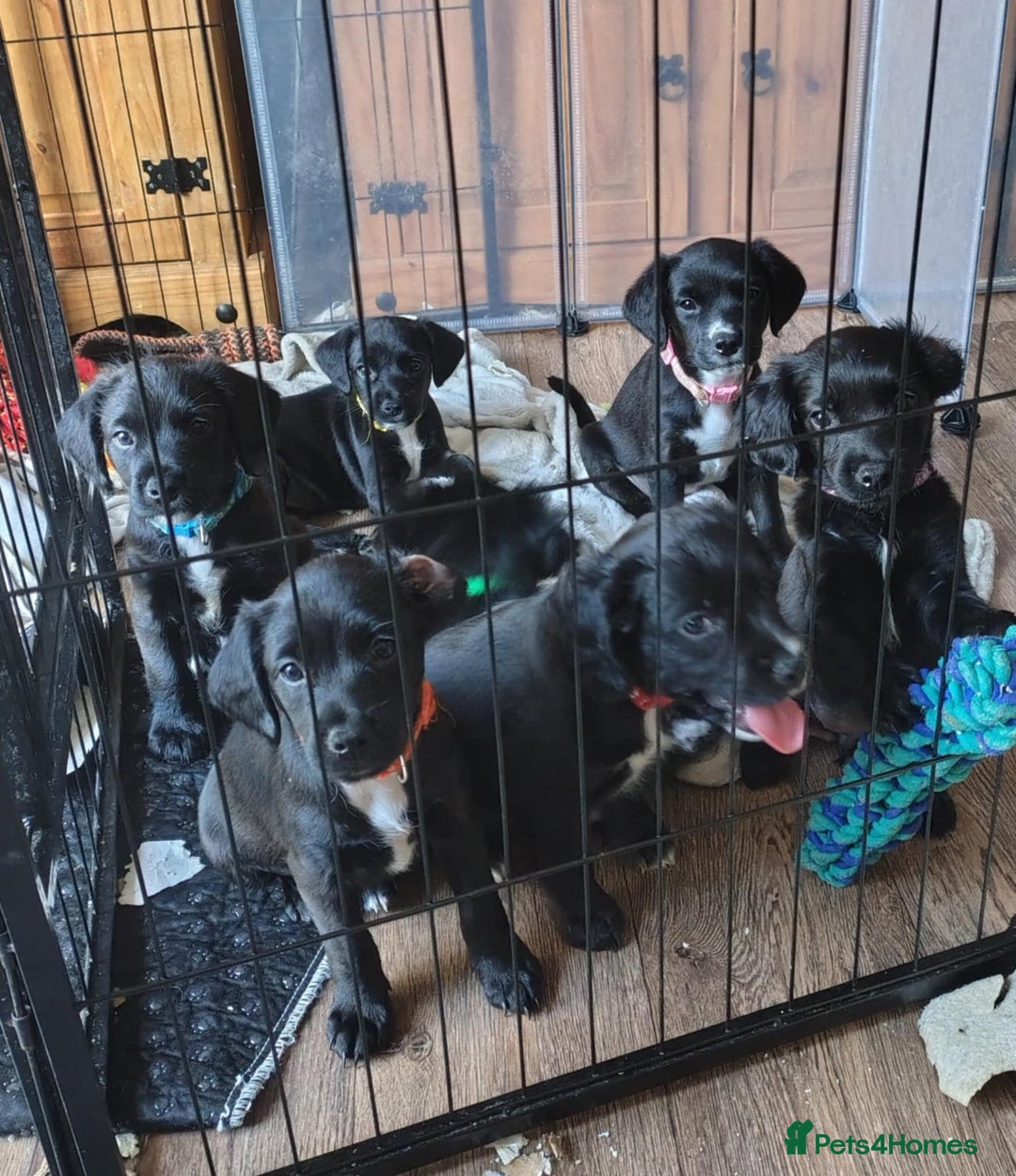 Mixed Breed dogs for sale: READY!! Sprocker jack pups + free bag in Hereford - Image 2