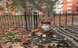 Mixed Breed dogs for sale: Bullmastiff x mixed breed  - Image 2