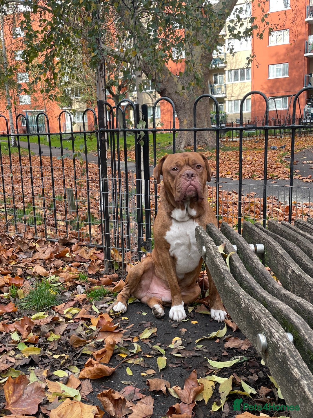 Mixed Breed dogs for sale: Bullmastiff x mixed breed  - Image 2