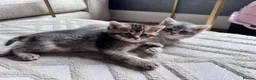 British Shorthair cats for sale: Beautiful British Shorthair Kittens  - Advert 3