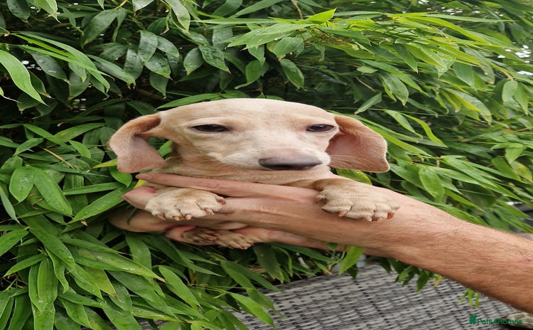 Miniature Dachshund dogs - Advert 1