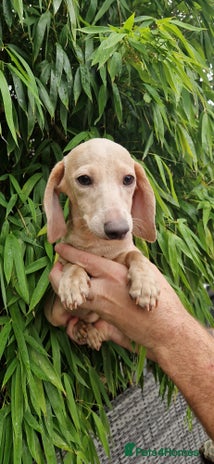 Miniature Dachshund dogs - Advert 15