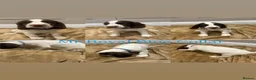English Springer Spaniel dogs for sale: KC Registered English Springer Spaniel Puppies - Advert 8
