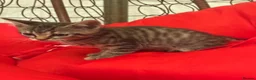 Mixed Breed cats for sale: 🐾 6 Beautiful Bengal × British Longhair Kittens🐾 - Advert 29
