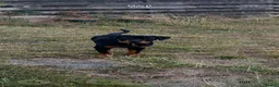 Rottweiler dogs for sale: Rottweiler puppies for show & breeding - Advert 23