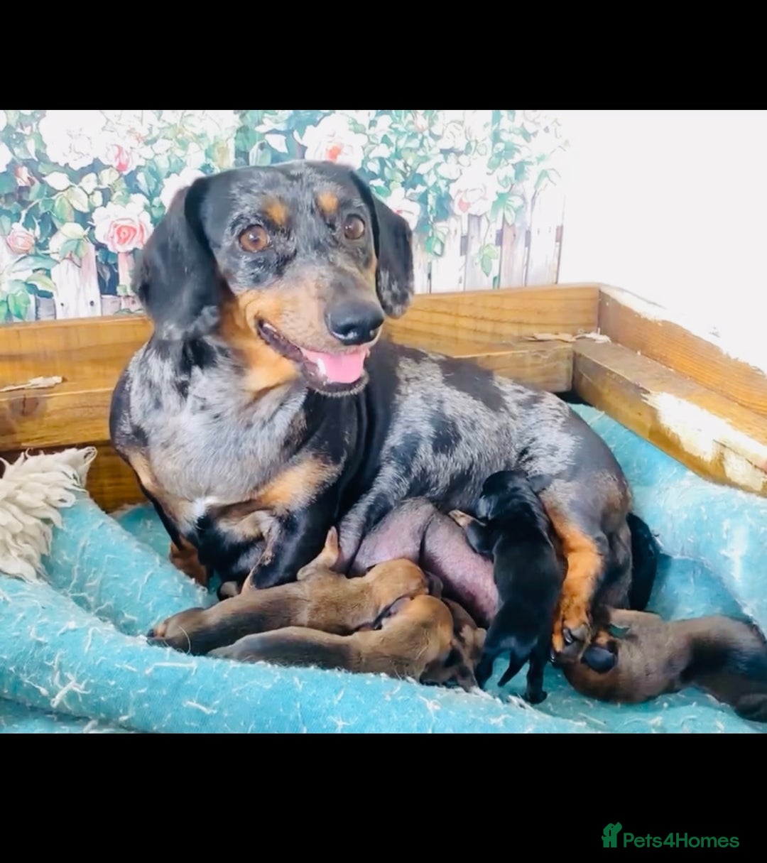 Miniature Dachshund dogs for sale: Two stunning brothers  - Image 7