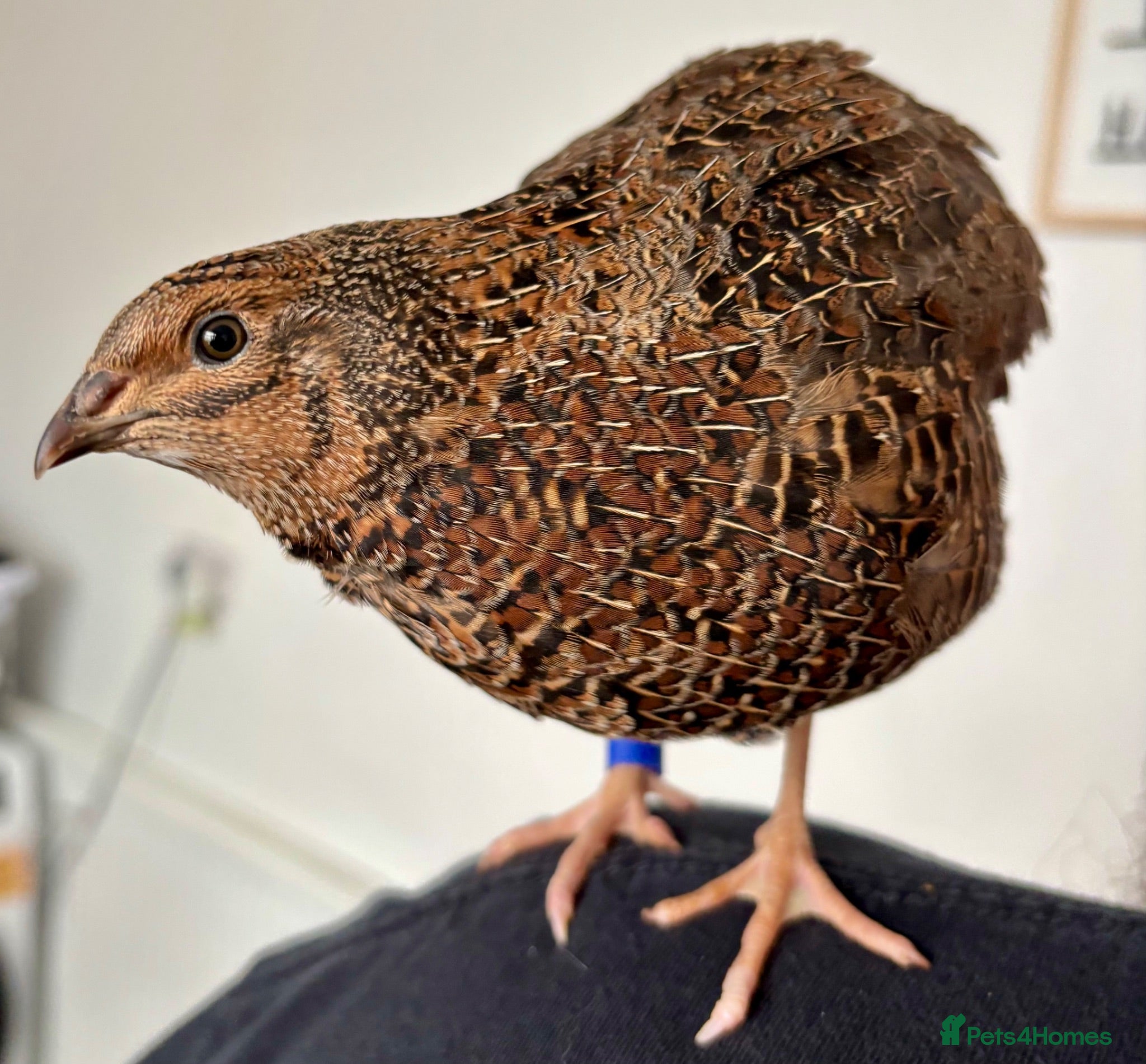 Quail poultry Gorgeous Rosetta Male Coturnix Japanese Quail - Advert 4