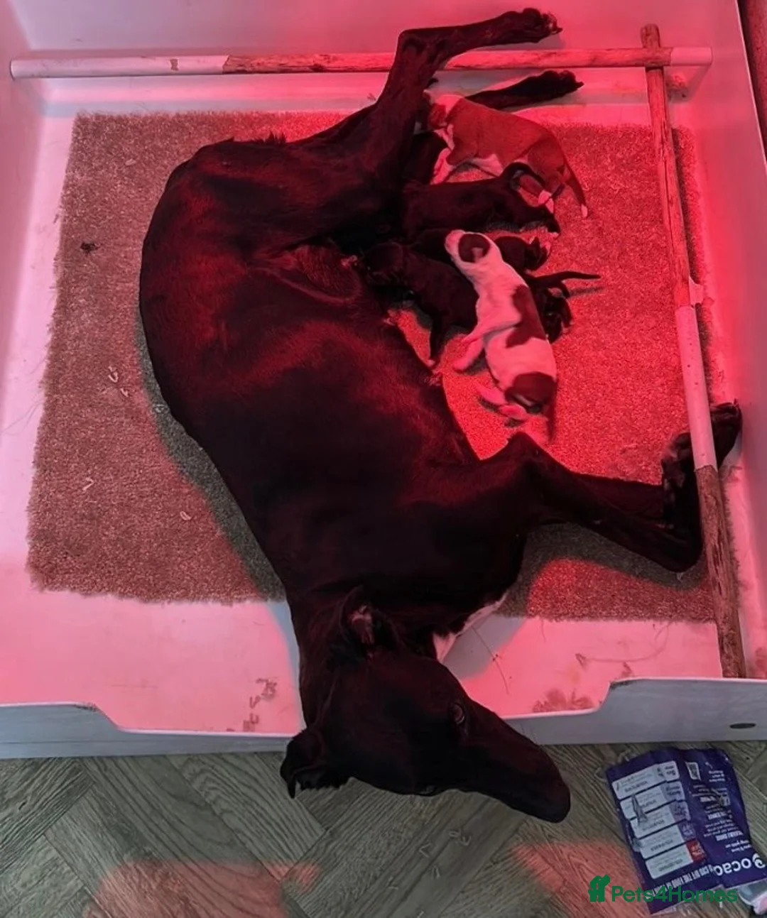 Lurcher dogs for sale: Bull Greyhound - Advert 9