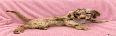 Labradoodle 4